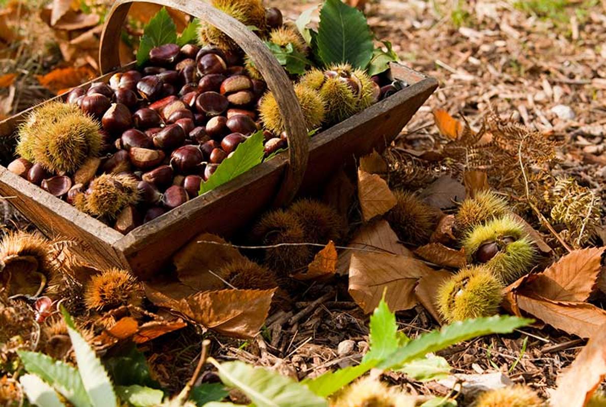 Disfruta el sabor a otoño con las fiestas de la castaña