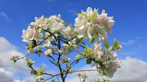 Manzano en flor en la Comarca de la Sidra