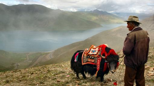 Pastor de yaks en el lago de Yamdrok