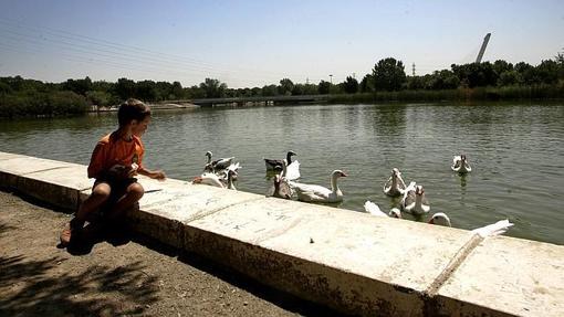 Parque del Alamillo