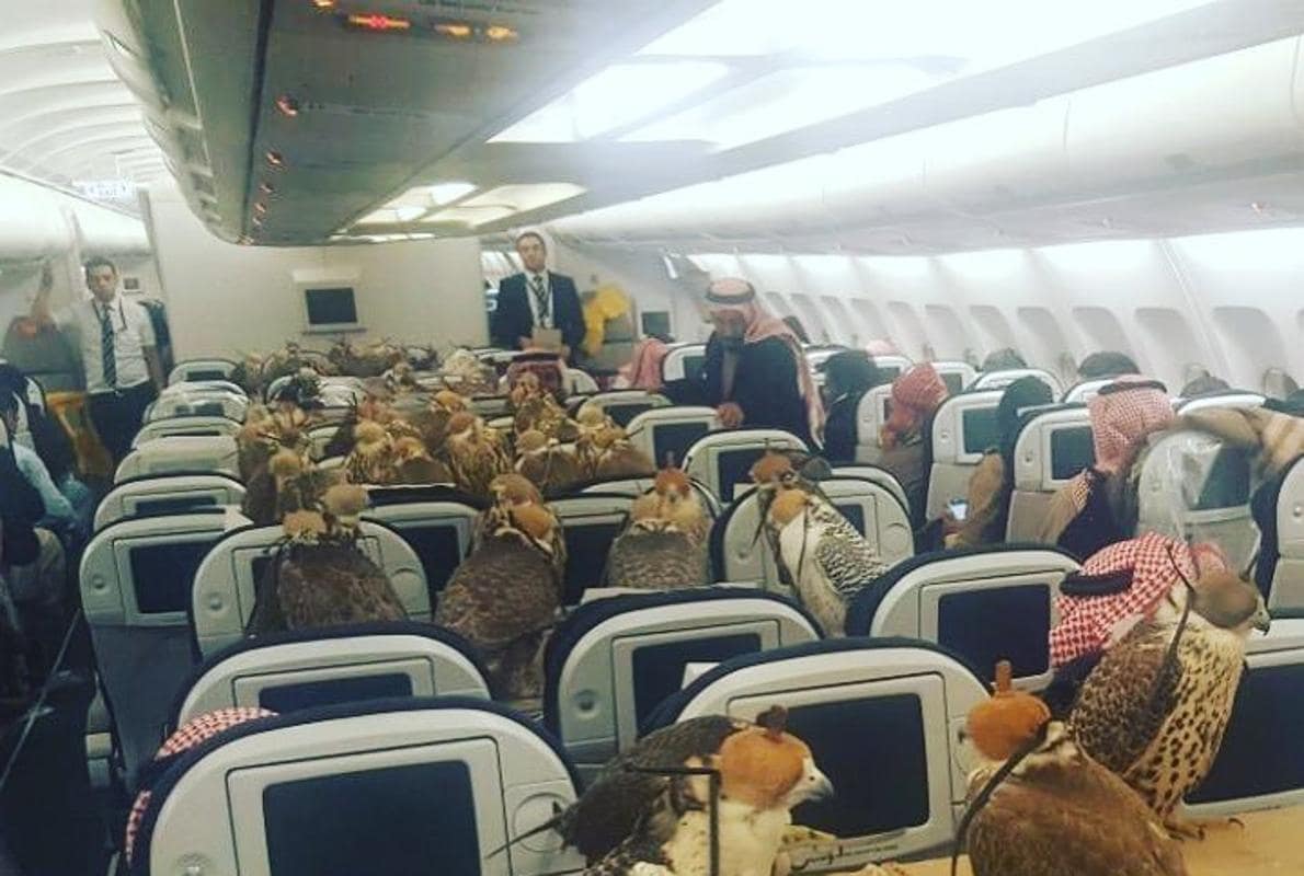 Qué hacen 80 halcones en una cabina de un avión comercial