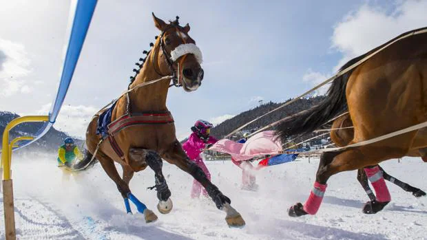 Skijoring, una extraña combinación de caballos con jinetes