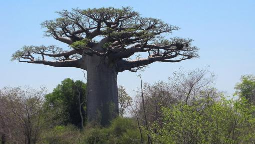 Diez lugares con los árboles más impresionantes del mundo