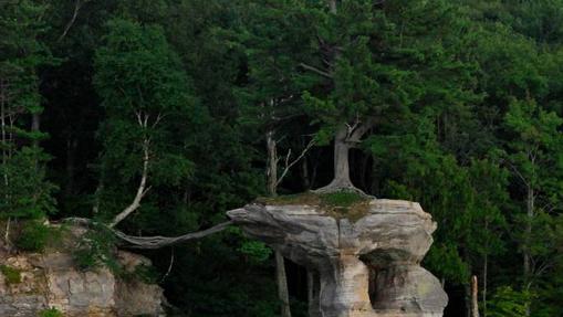 Diez lugares con los árboles más impresionantes del mundo