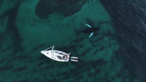 Imagen obtenida con un dron, junto a la Isla de las Ballenas