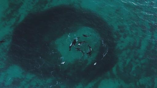 Un grupo de orcas, en el Ártico noruego