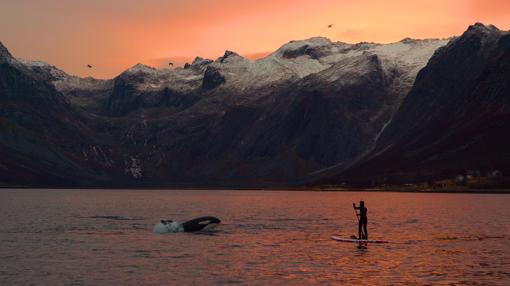 Acercamiento a una orca con el débil «escudo» de una tabla de padle surf