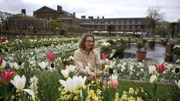 La jardinera Jude Evans examina los tulipanes del nuevo White Garden, en Kensington Palace