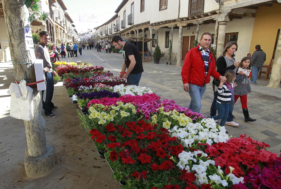 Puestos de venta de flores instalados en el Mercado de la Flor en la calle Porticada de Ampudia (Palencia)