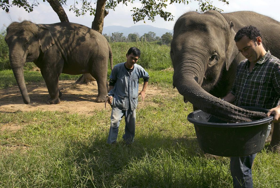 Dos de los elefantes que «trabajan» para Blake Dinkin, el emprendedor canadiense fundador de Black Ivory
