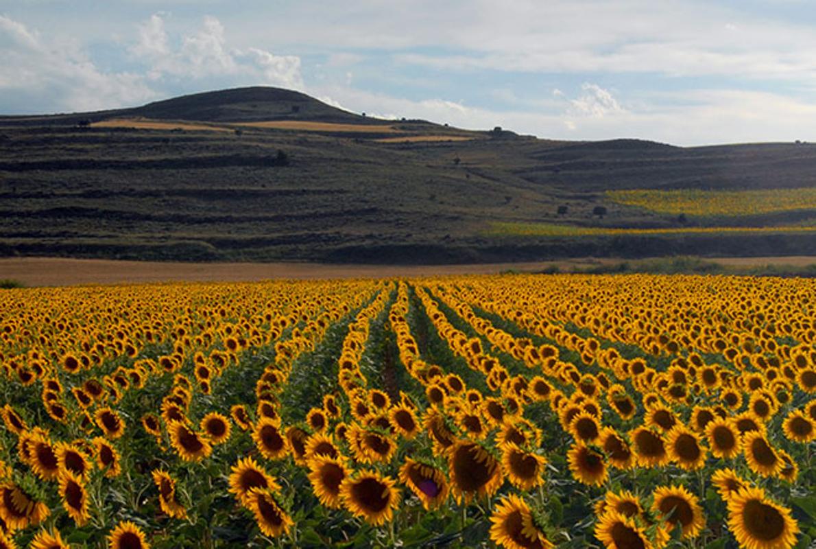 Campos de girasoles al atardecer