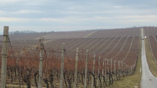 Viñedos en Karanac, en la región de Baranja