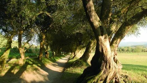 «Paseo de los Olivos», en el Pazo de Ribadulla (Galicia)