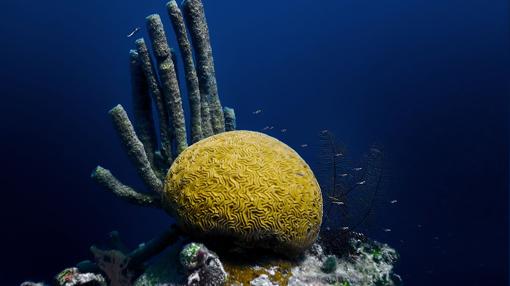 Coral en el Gran Agujero Azul en Belice