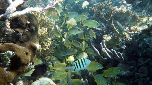 Peces nadando en el Sistema de Reserva de Barreras de Coral de Belice