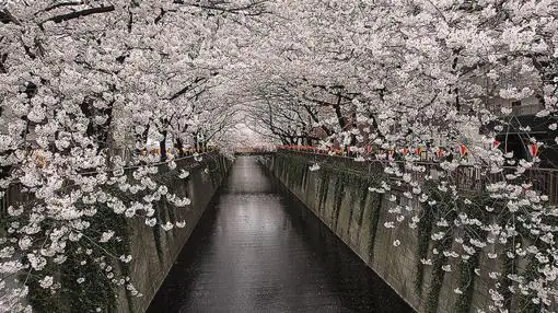 Río Meguro durante el Festival de «Cherry Blossoms» (Tokio)