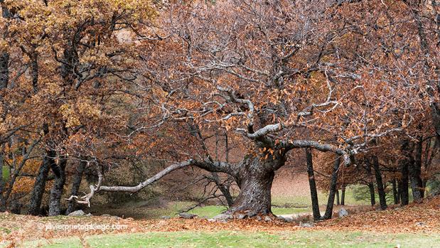 Siete apabullantes castañares para disfrutar el otoño en España