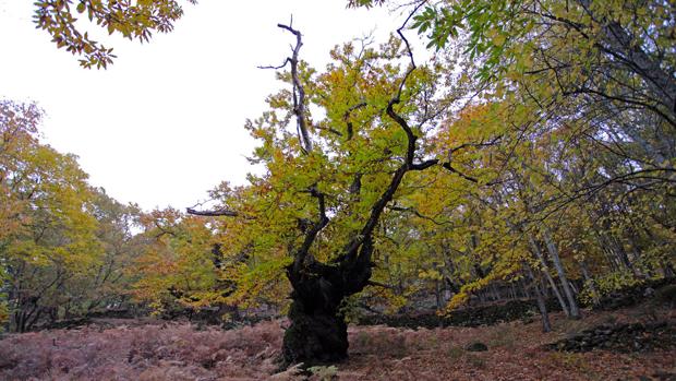 El increíble bosque extremeño con cinco árboles de más de 500 años