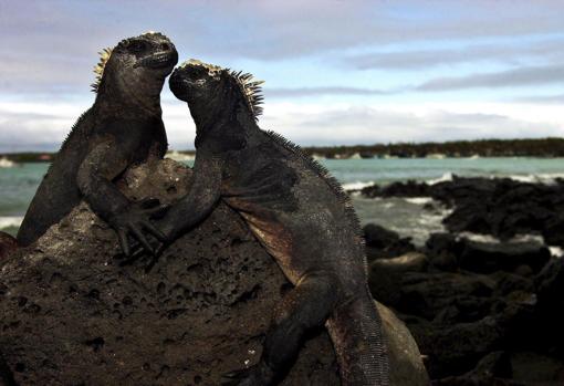 Habitantes de las Galápagos