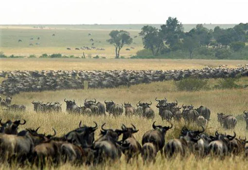 Con la llegada de la estación seca más de dos millones de herbívoros inician un gran viaje en busca de pastos a través del Parque Nacional del Serengeti