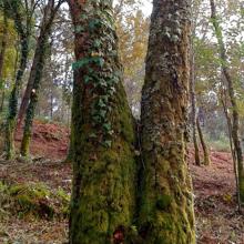 Carballo (roble), árbol autóctono de Galicia, en la localidad de Santiago de Covelo