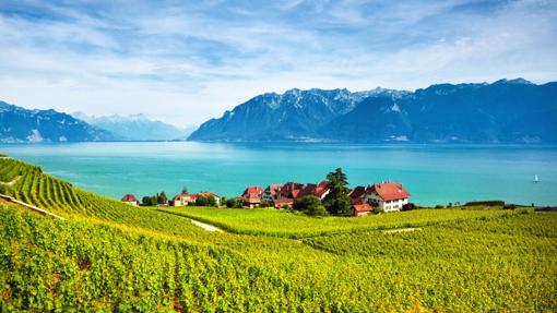 Viñedos de Lavaux, en verano