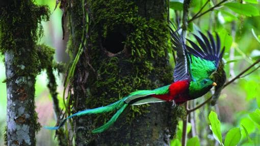 El vistoso plumaje de un quetzal