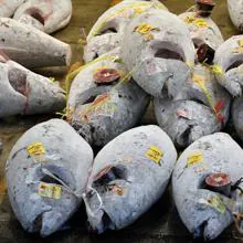 Fotografía de atunes congelados en el mercado de Tsukiji