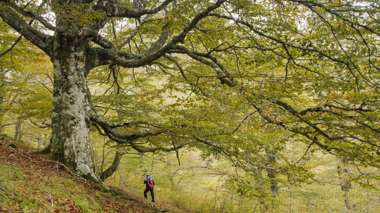 Ruta del Tabayón del Mongallu, Asturias