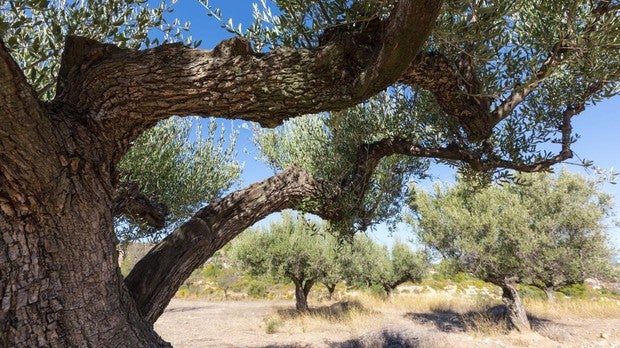 Los pueblos con la mayor concentración de olivos milenarios del mundo