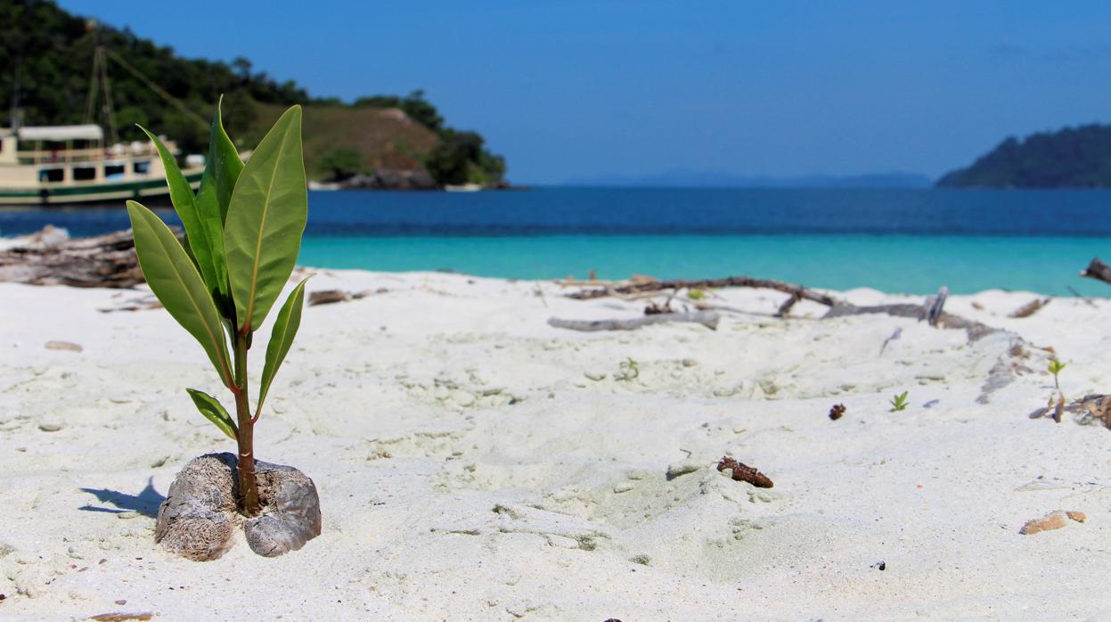 Las aguas cristalinas, la arena blanca coralina y una frondosa vegetación son una constante en centenares de playas a lo largo de las cerca de 800 islas del archipiélago Mergui, en el sur de Birmania