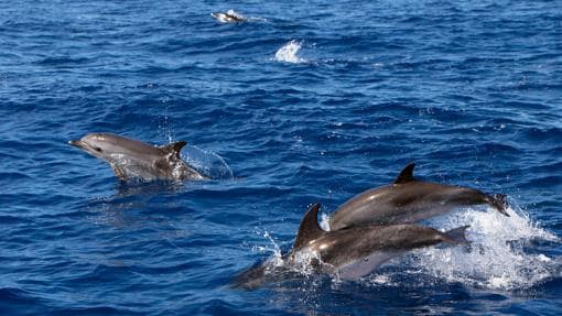 Delfines en las aguas de las Azores