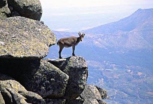 Ejemplar de cabra montés sobre una roca en el Parque Natural de la Sierra de Andújar