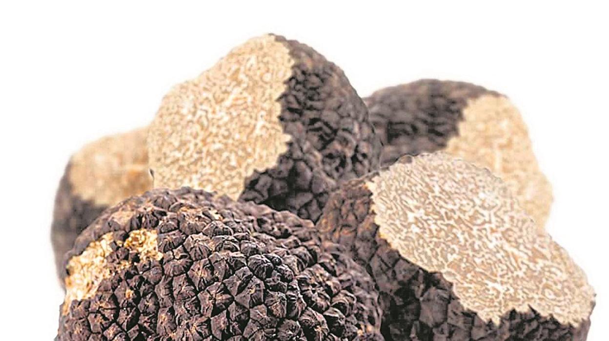 Las diferencias de trufas a nivel de exquisitez -y por ende también de precios- varía sustancialmente