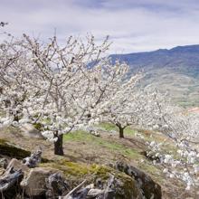Paisaje de cerezos en flor en el Valle del Jerte