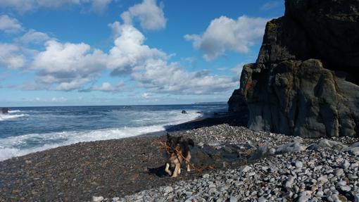 Un perro en la playa de Campiecho