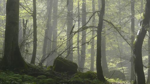 Bosque de hayas, Mazandaran