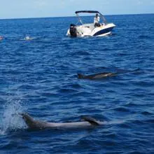 Delfines en la costa de Mauricio