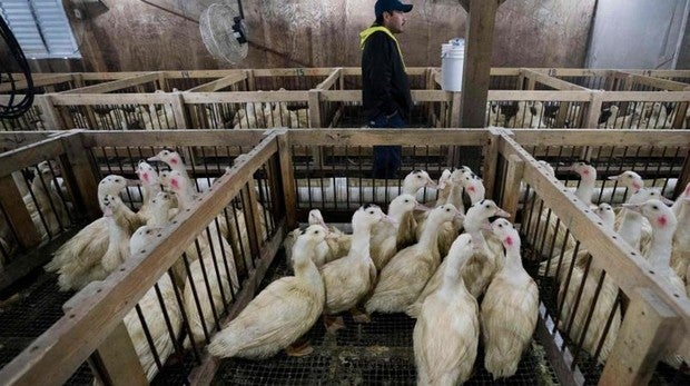 Nueva York prohíbe el foie gras en tiendas y restaurantes