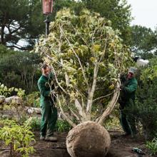 Proceso de restauración de los Jardines Reales de Venecia