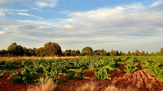 El viñedo español que está situado sobre una mina de oro romana