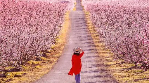 La ruta de las flores rosas del melocotonero en Aitona, Lérida