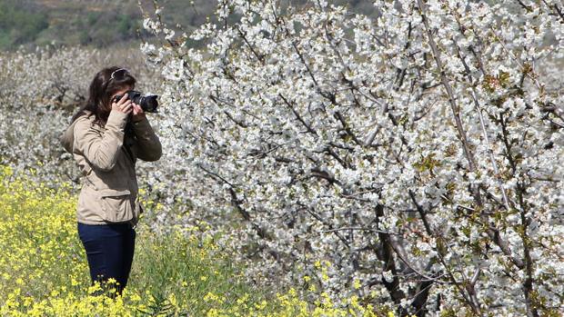 Algunas de las floraciones más bonitas que puedes ver en España