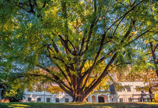 Ginkgo de Daruvar