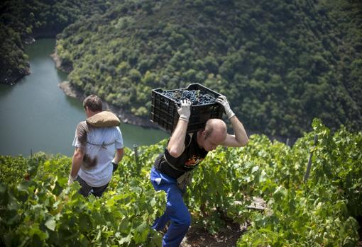 En la imagen un porteador transporta una caja de uvas durante la vendimia en la viña de 'Carballo Cobo' de la bodega 'Adega Algueira', situada en la subzona de Amandi en Doade (Sober)