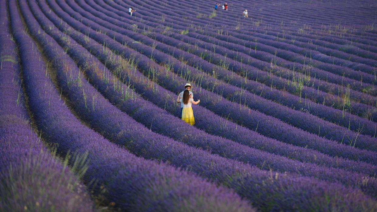 Una pareja se abraza en los campos de lavanda de la localidad de Brihuega, en Guadalajara