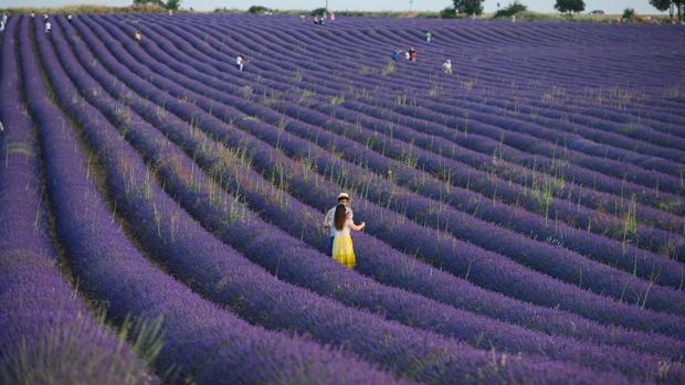 El pueblo de Guadalajara que tocó el cielo con sus campos de lavanda