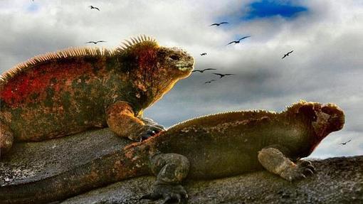 Una pareja de iguanas marinas bajo un cielo dominado por albatros