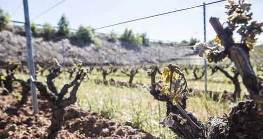 Viñas en la ribera del Duero.