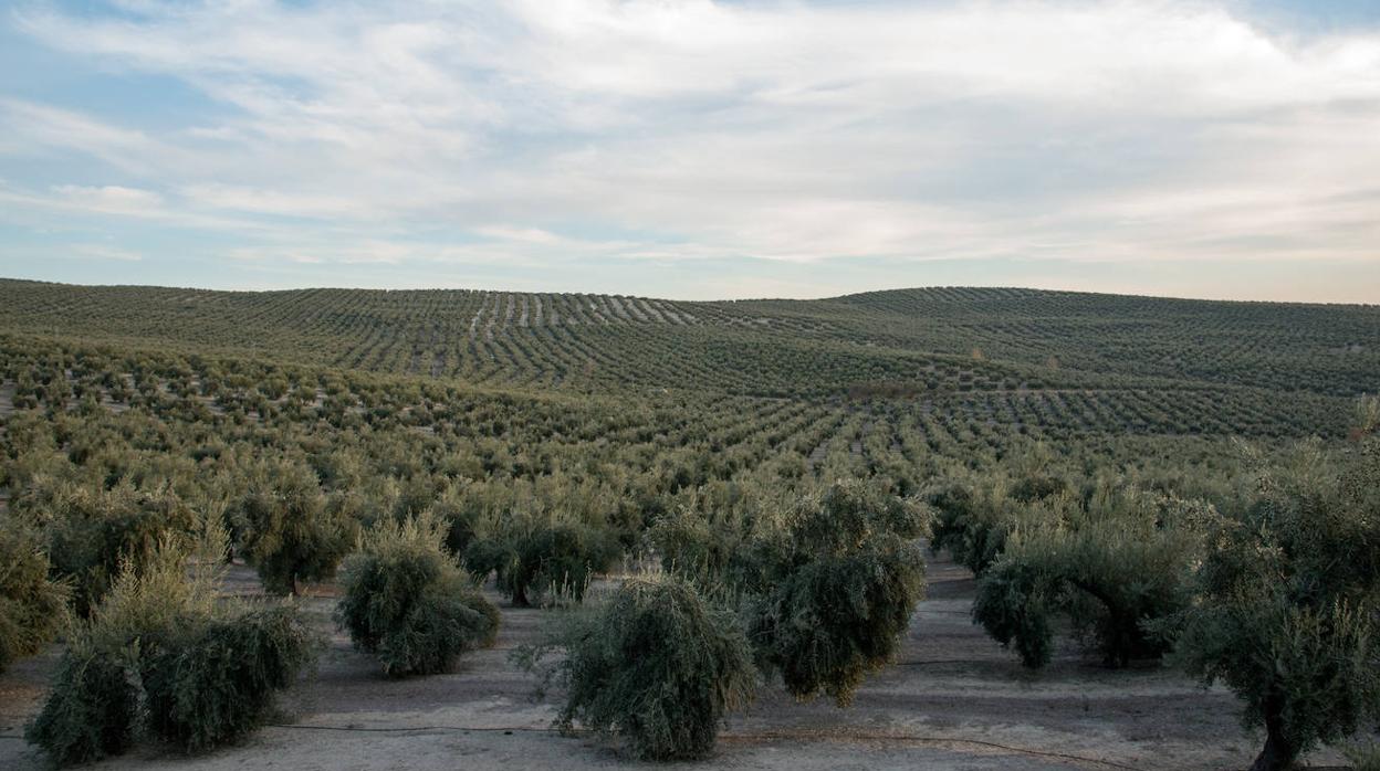 Campo de olivos de España.